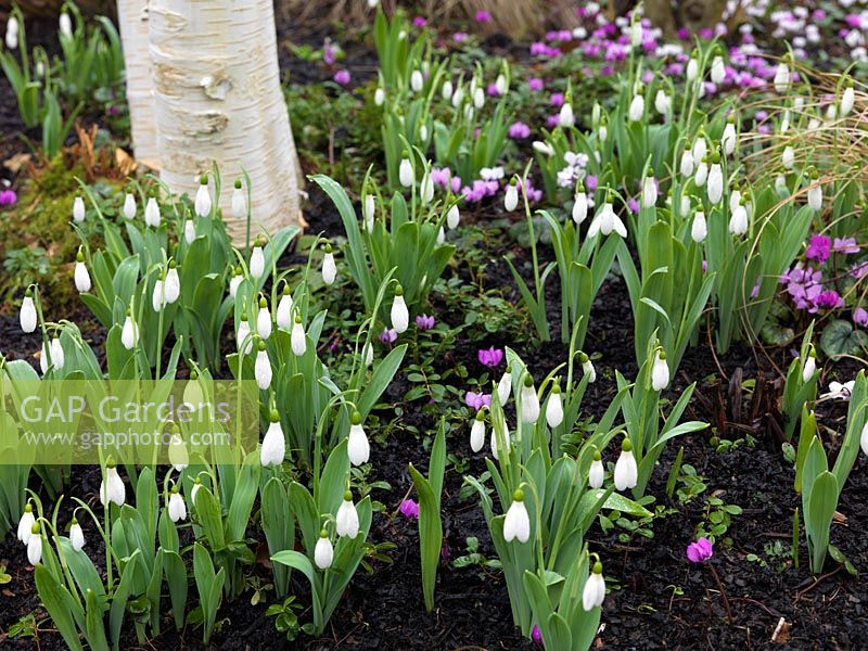 A late winter and early spring combination of snowdrops and cyclamen.