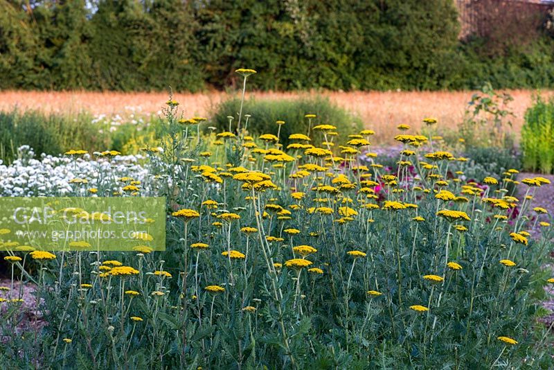 The field of cutting flowers at Organic Blooms