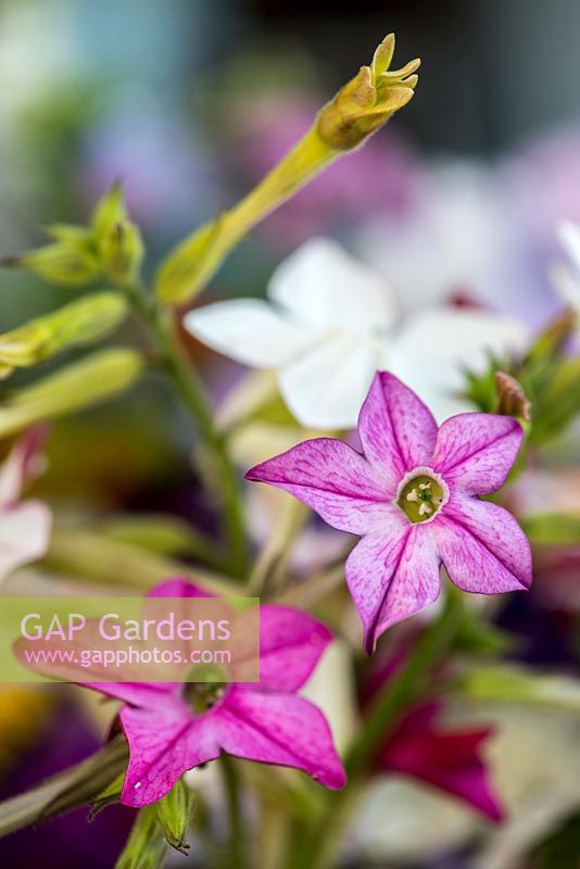 Cut flowers of pink and white tobacco plant, Nicotiana x sanderae.