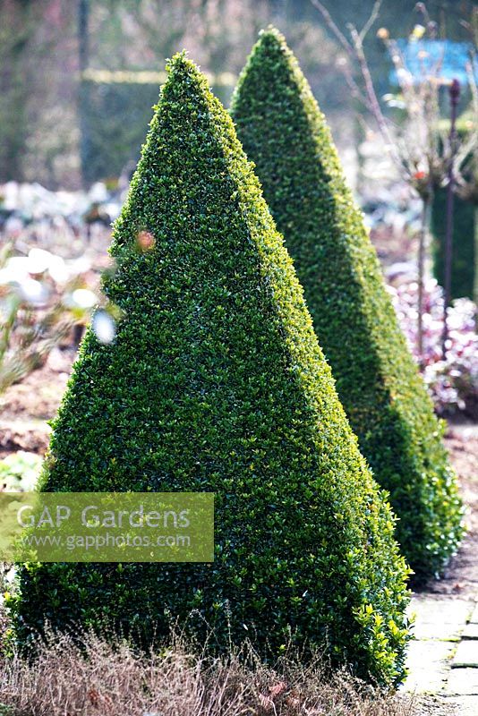 Topiary in pyramid shape.
