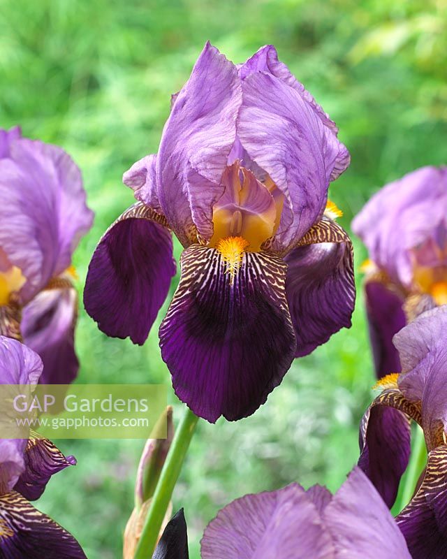 Iris germanica Nightfall