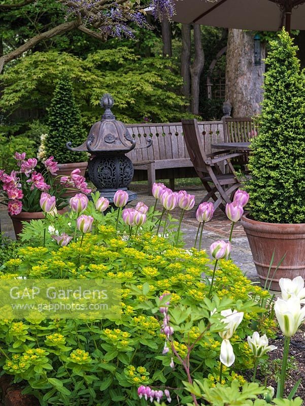 Upper terrace seen over  Euphorbia polychroma and Tulipa Greenland, Spring Green and Peach Blossom in pots. Box cones by seating area, set against leafy backdrop of maples.