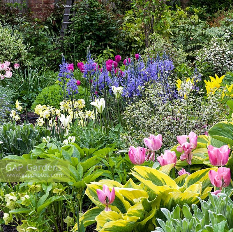Border planted with Narcissus Pipit, Tulipa China Pink, West Point and Spring Green, Camassia leichtlinii Caerulea Group, lychnis, erysimum, dicentra, Hosta Liberty, pittorporum and brunnera.