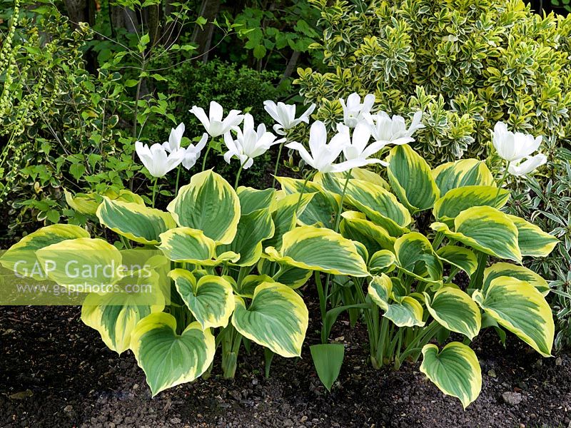 Green, white and gold blend of Tulipa White Triumphator, Hosta Liberty and Euonymus fortunei Emerald n Gold.