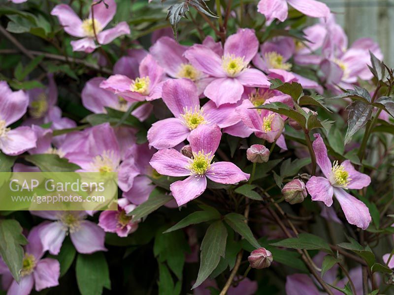 Clematis montana var. Rubens, a vigorous climber with pretty pink, single flowers in spring.