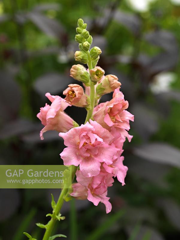 Antirrhinum majus Madame Butterfly, snapdragon, annual or shortlived perennial 