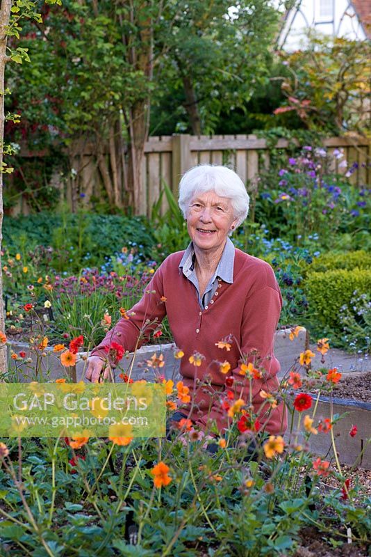 Sue Martin tends a raised bed planted with some of the Geums in her National Collection of Geums.