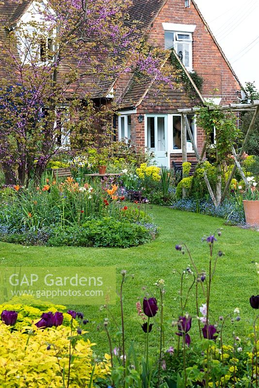 Looking over aquilegia and tulips towards the Victorian cottage edged in box balls and clumps of Euphorbia characias subsp. wulfenii. In left bed, Cercis canadensis in flower, geums, Iris 'Apollo' and tulips rising above forget-me-nots.