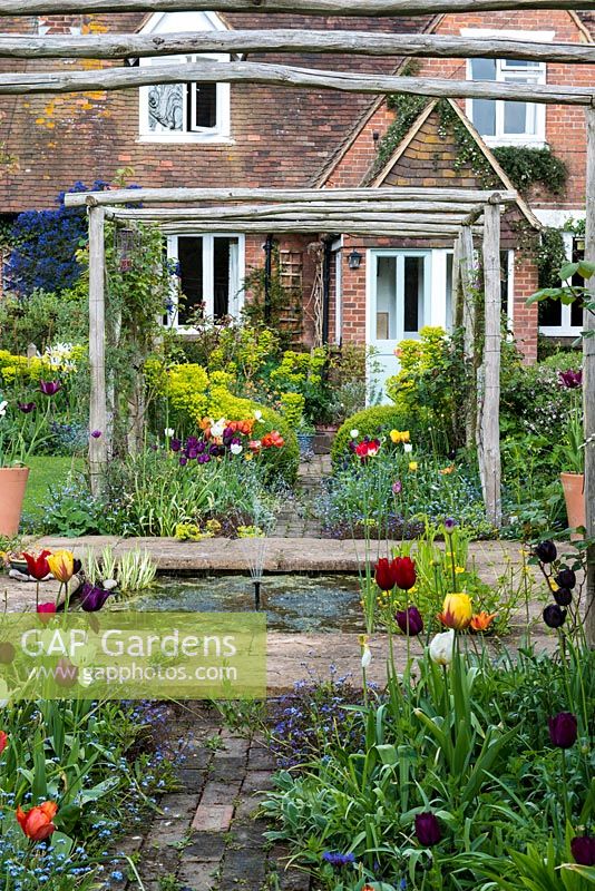 Pergola, made from chestnut poles, spans brick path edged in box balls, Euphorbia characias subsp. wulfenii, geums, Cerinthe major 'Purpurascens' and tulips rising above forget-me-nots. 