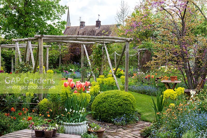 A small garden planted with a collection of around 100 geums, and spring bulbs - tulips, irises , camassias and bluebells. Pergola, made from chestnut poles and Euphorbia characias subsp. wulfenii. In large white pot, Tulipa 'Perestroyka'.