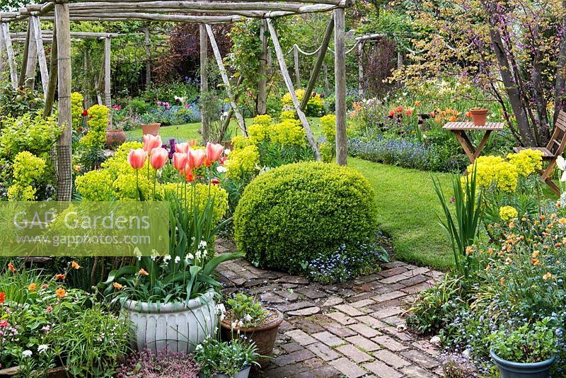 A small garden planted with a collection of around 100 geums, and spring bulbs - tulips, irises, camassias and bluebells. Pergola, made from chestnut poles and Euphorbia characias subsp. wulfenii. In large white pot, Tulipa 'Perestroyka'.
