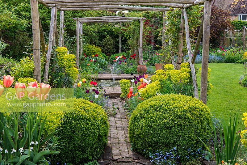 Pergola, made from chestnut poles, spans brick path edged in box balls, Euphorbia characias subsp. wulfenii, geums, Cerinthe major 'Purpurascens' and tulips rising above forget-me-nots. A small fountain in the centre of the pergola.
