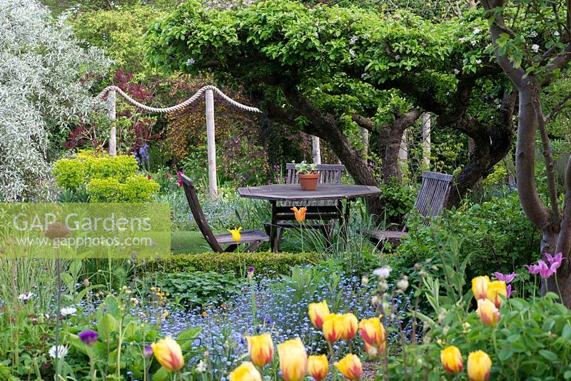 An old apple tree creates a natural canopy over a table and chairs, in a secluded corner. Seen over beds of allium, tulips, geums, euphorbia, centaurea and forget-me-nots. Behind, rope swag creates a division with an L-shaped plot.