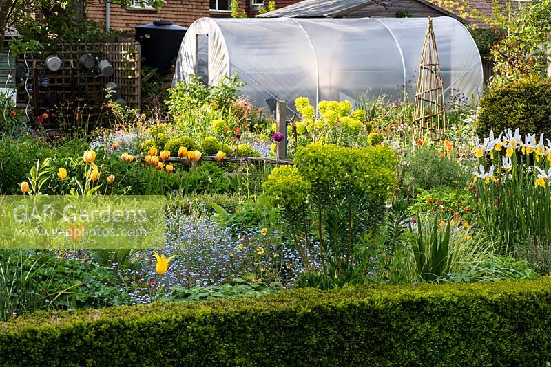 A nursery and National Collection of Geums is housed in Sue Martin's village garden. Polytunnel seen over informal beds of tulips, forget-me-nots, euphorbia, centaurea, Iris 'Apollo' and aquilegias.