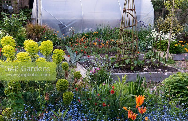 A nursery and National Collection of Geums is housed in village garden. Polytunnel seen over informal beds of tulips, forget-me-nots, euphorbia, centaurea and aquilegias. Raised beds are filled with vegetables and geums.