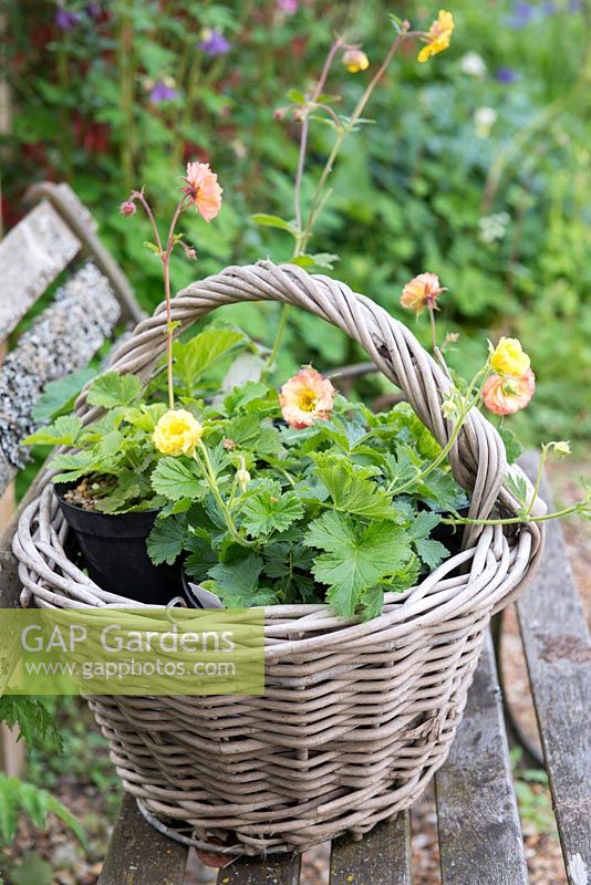 Basket with Geum 'Cosmopolitan' and Geum 'Gimlet' flowering from spring into summer. Pictured in May.