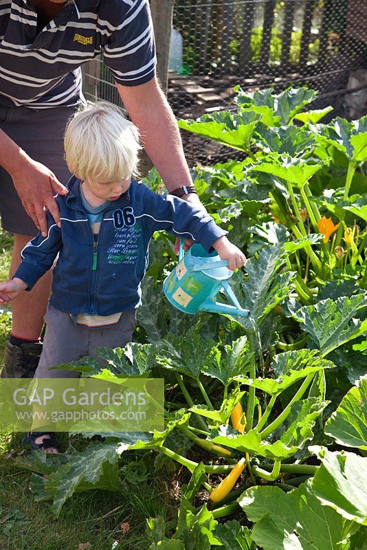 A father teaching his child to water courgettes