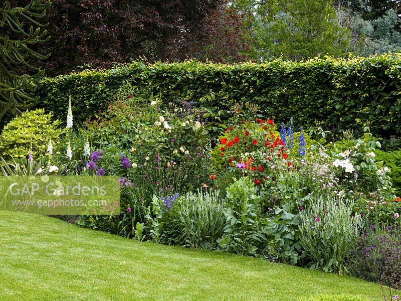 View over lawn to border of foxglove, Allium Globemaster, poppy, delphinium, scabious, lavender and roses - white Sally Holmes, red La Sevillana and creamy Buff Beauty.