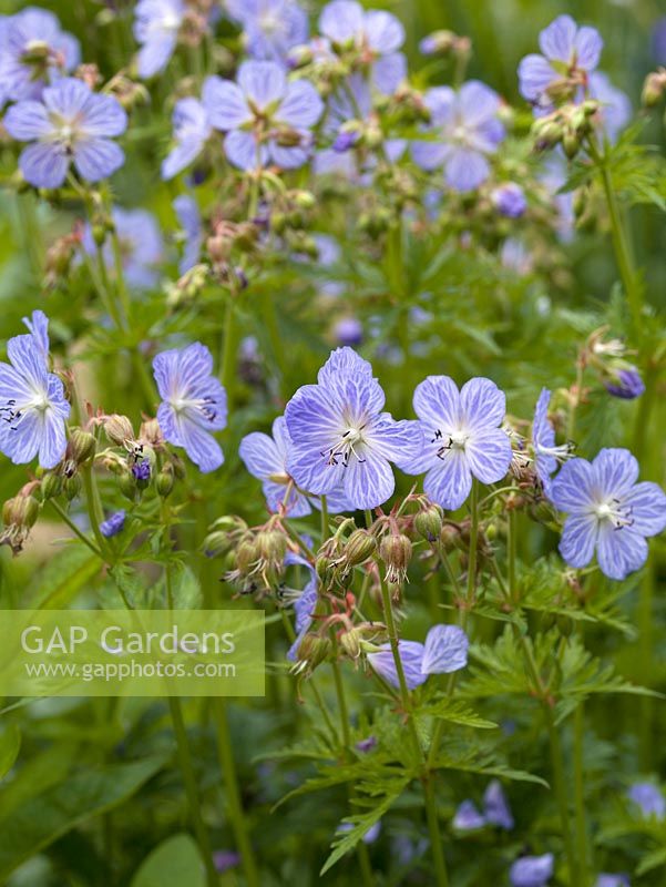 Geranium pratense 'Mrs Kendall Clark', hardy geranium, a herbaceous perennial bearing scores of dainty blue flowers in summer. Good ground cover.