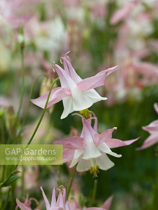 Aquilegia vulgaris, Columbine or Grannys bonnets, a herbaceous perennial which, flowering in summer, self-seeds promiscuously.