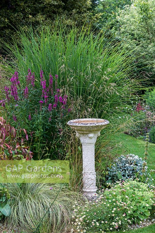 A stone bird bath at the front of an herbaceous border planted with Molinia Transparent, Miscanthus and Carex grasses with Erigeron karvinskianus, Sedum and tall purple Lythrum salicaria.