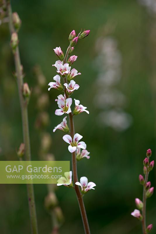 Francoa sonchifolia, an evergreen perennial which, in summer, bears long stems of pretty little flowers.



