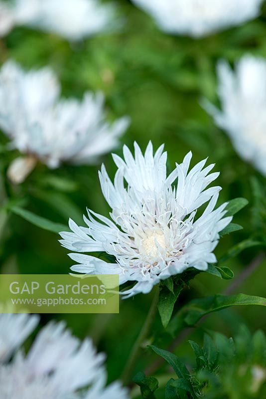 Centaurea montana 'Alba', flowers from May to July and has lance-shaped, mid-green leaves.