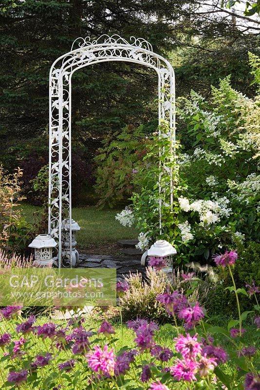 Purple Monarda 'Blaustrumpf' flowers and  white wrought iron arbour in private backyard country garden in summer
