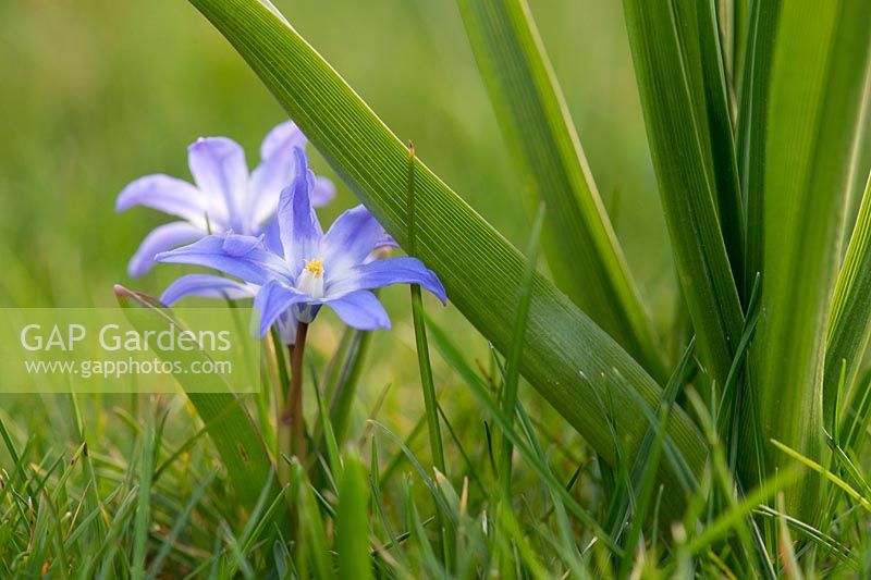 Chionodoxa luciliae - Glory of the snow flowers in spring - March - Oxfordshire