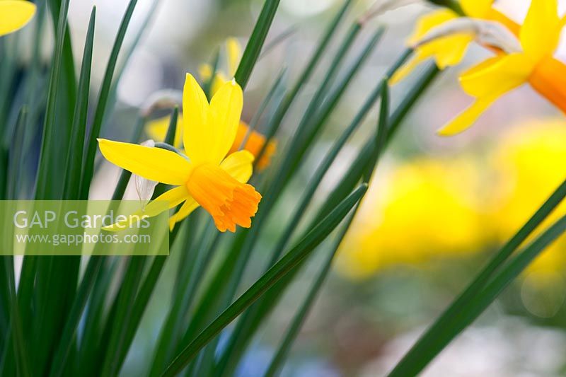 Narcissus - Daffodil 'Itzim' - March - Surrey