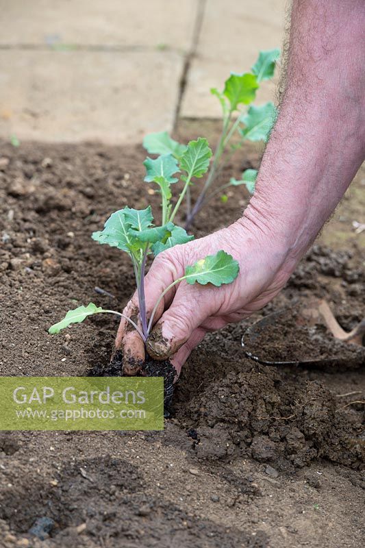 Brassica oleracea - Gardner planting young broccoli plants in a vegetable garden - April - Oxfordshire
