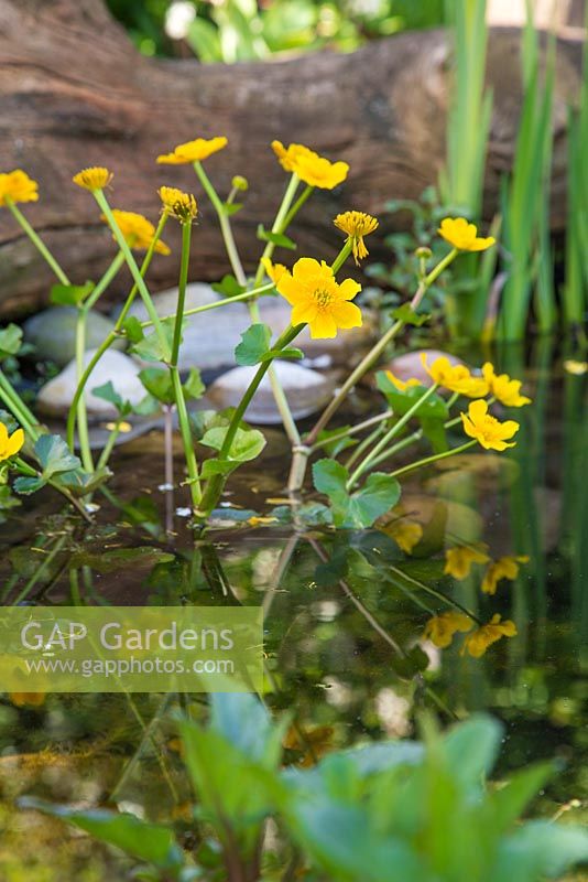 Caltha palustris - A Marsh Marigold flowering in the Wildlife Pond