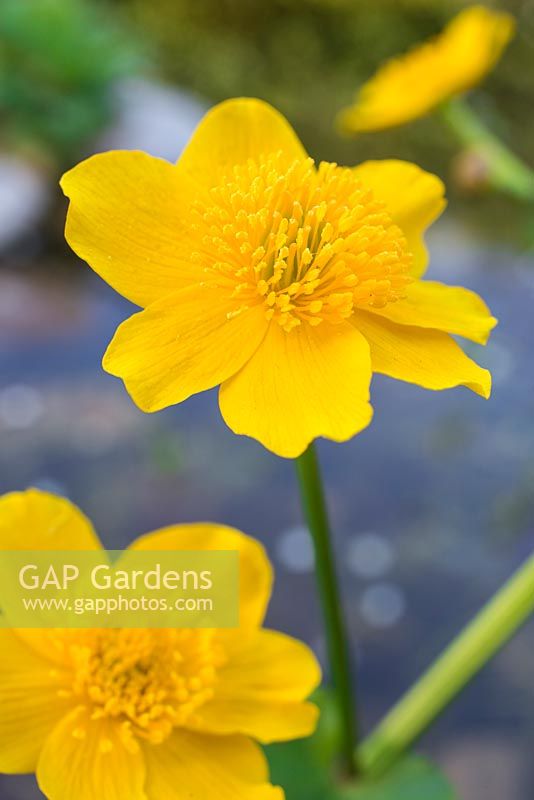 Caltha palustris - Flowers of a Marsh Marigold