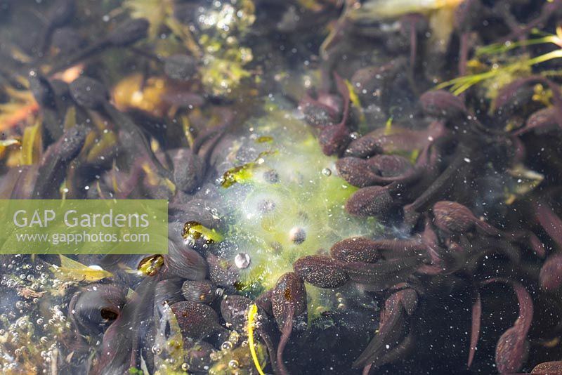 Group of young tadpoles beside a clump of frogspawn.
