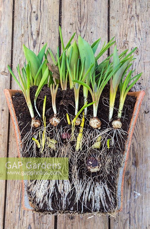 Multi layered bulb container displaying root development of bulbs