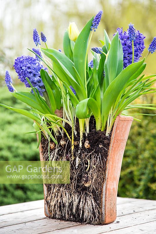 Multi layered bulb container displaying root development of bulbs. Muscari armeniacum, Hyacinthus orientalis 'Delft Blue' and Tulip 'Sunny Prince' in bloom