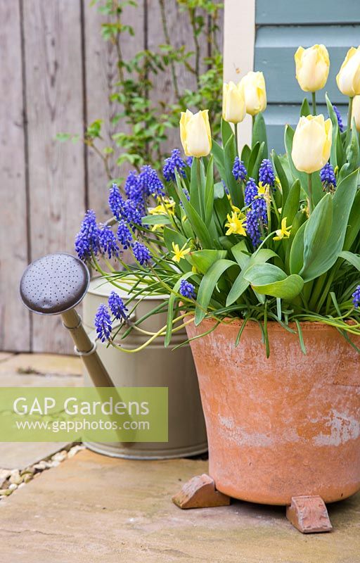 Multi layered bulb container with Narcissus 'Hawera', Muscari armeniacum and Tulip 'Sunny Prince' in bloom