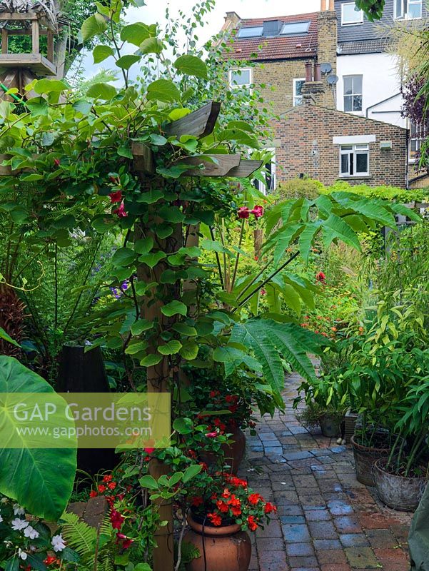 Tropical planting with huge leaves of Tetrapanax papyrifera Rex, Colocasia esculenta, tree ferns, begonias. On pergola - Lapageria rosea and kiwi .