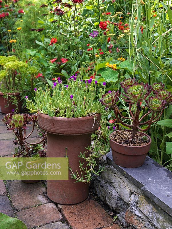 Chimney pot planted with lampranthus and pots of Aeonium arboreum against backdrop of perennials.