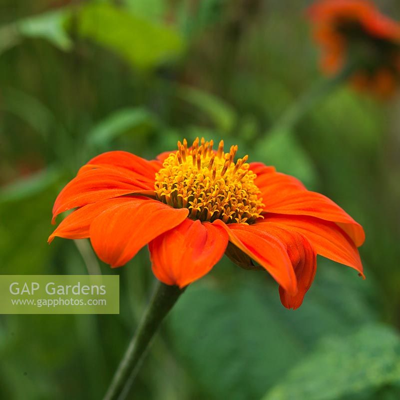 Tithonia rotundifolia, Mexican sunflower, a tall annual bearing orange flowers from late summer until autumn.