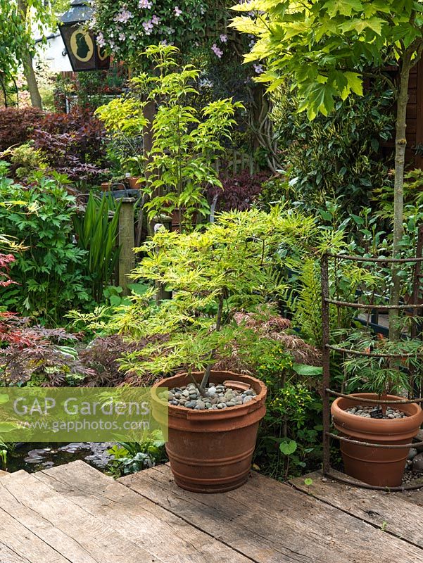 Far end of town garden. Wooden deck and small wildlife pool. Pots of maples - Acer palmatum cultivars.
