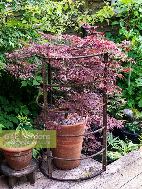 Acer japonicum King's Copse in pot, supported by old cattle feeder.