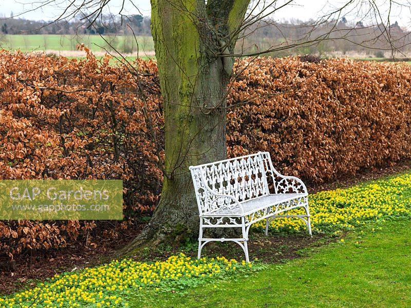 White metal bench leans against trunk of lime tree on grass where golden winter aconites are naturalised. Behind, beech hedge.