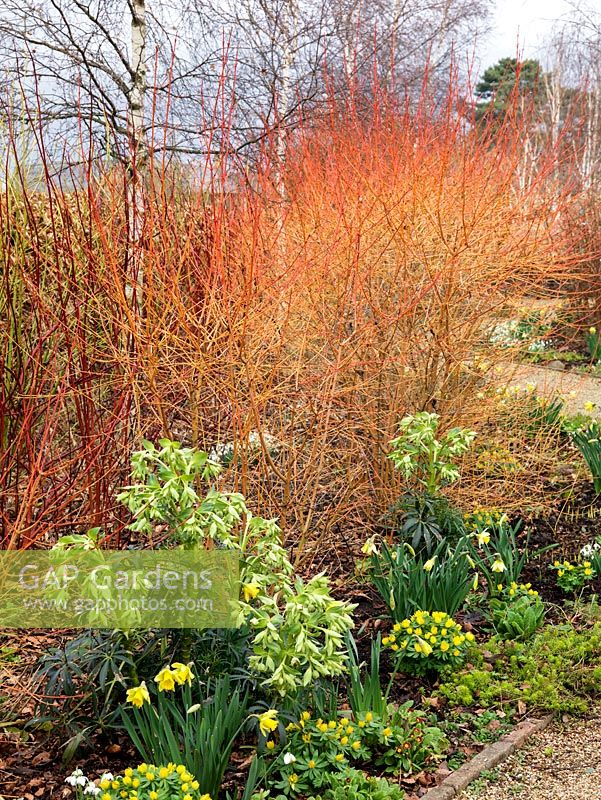 Winter garden. Silver birch, dogwood - Cornus sanguinea Midwinter Fire, C. alba Sibirica Variegata and Westonbirt. Snowdrop, daffodil, Helleborus foetidus,  aconite.