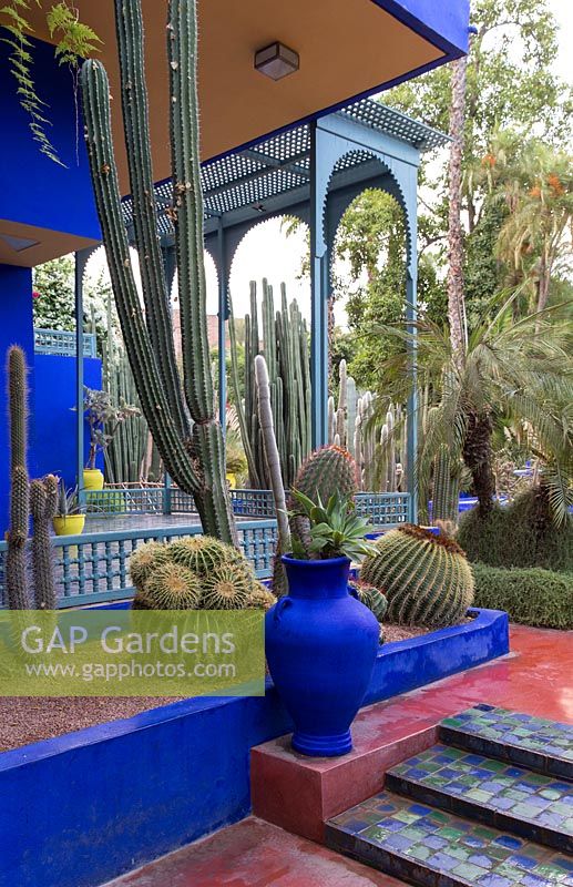 Jardin Majorelle, Yves Saint Laurent garden. Studio painted blue with cactus - Echinocactus grusonii, Ferocactus pilosus, Cleistocactus strausii, Trichocereus  pachanoi, clump of Echinocactus grusonii