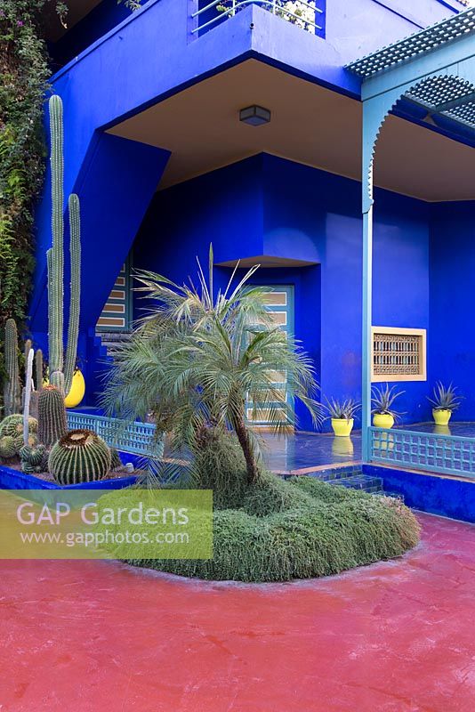 Jardin Majorelle, Yves Saint Laurent garden. Studio painted blue with cactus - Echinocactus grusonii, Ferocactus pilosus, Trichocereus pachanoi, Cleistocactus strausii, palm, agaves in yellow pots
