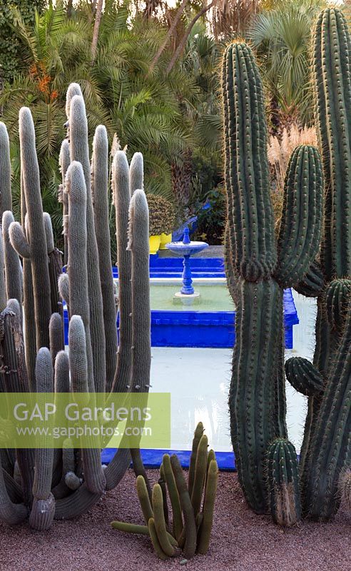 Jardin Majorelle, Yves Saint Laurent garden, cacti from left to right - Espostoa melanostele, Haageocereus, Trichocereus erscheckii in front of blue pool fountain