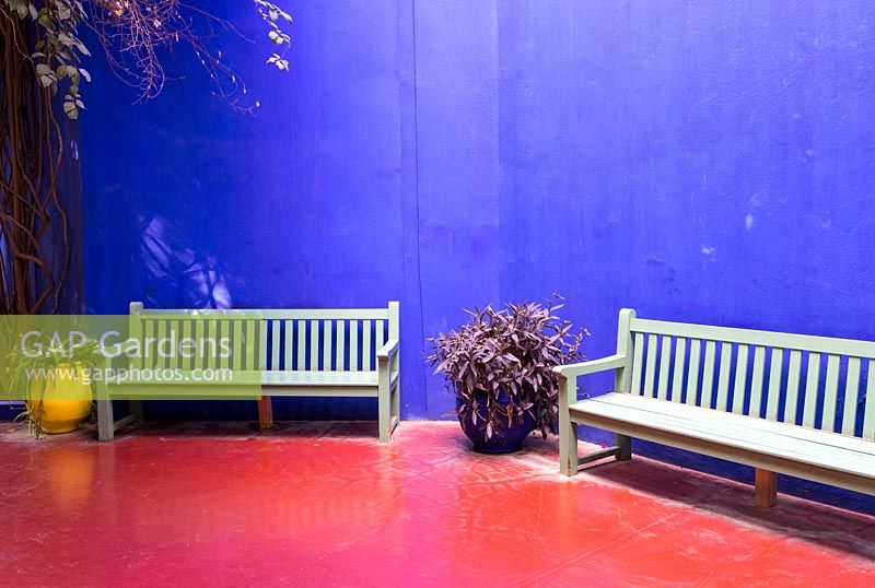 Jardin Majorelle, Yves Saint Laurent garden, Setcreasea in blue container and Tradescantia pallida purpurea 