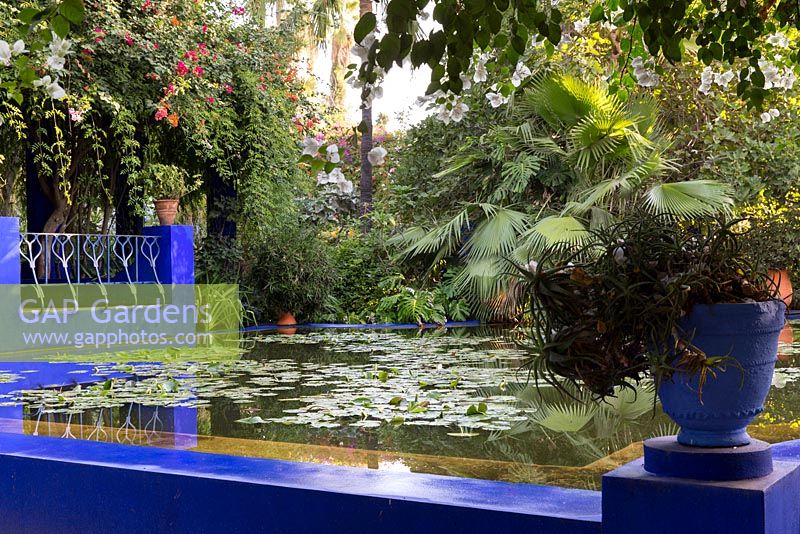 Garden pond with water lilies at the Jardin Majorelle, Yves Saint Laurent 