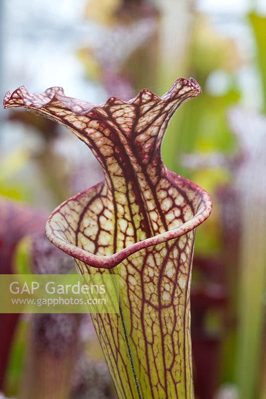 Sarracenia leucophylla 'Giant'. Hampshire Carnivorous Plants Nursery 